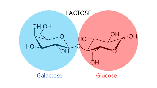 Molecular composition of lactose