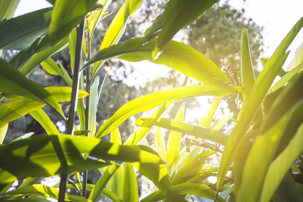 plantation canne a sucre responsable