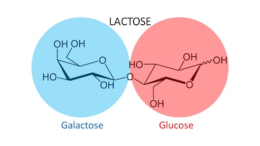Molecular composition of lactose